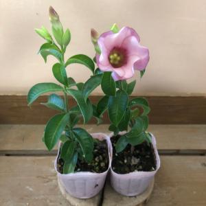 つる性植物 常緑 花の商品一覧 通販 Yahoo ショッピング