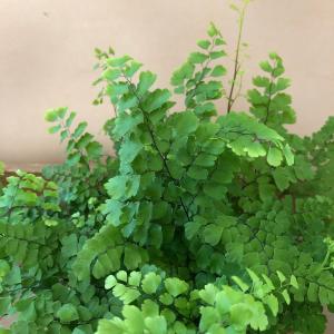 観葉植物 アジアンタム フリッツルーシーの詳細画像1