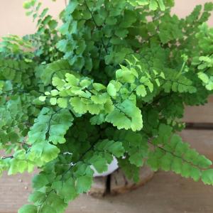 観葉植物 アジアンタム フリッツルーシーの詳細画像2