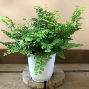 観葉植物 アジアンタム フリッツルーシーの詳細画像3
