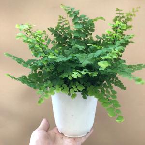 観葉植物 アジアンタム フリッツルーシーの詳細画像4