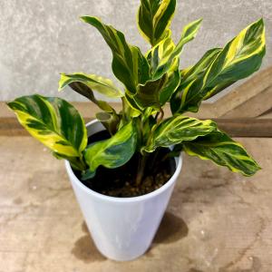 現品】ブーファン・ディスティカ（ディスティチャ） 8号 紺鉢（4