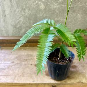 観葉植物 エバーフレッシュの詳細画像1