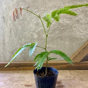 観葉植物 エバーフレッシュの詳細画像2