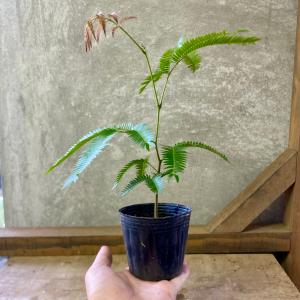 観葉植物 エバーフレッシュの詳細画像3