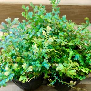 観葉植物 レインボーファン(コンテリクラマゴケ)の詳細画像2