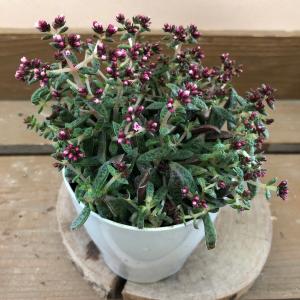 多肉植物 クラッスラ サボテン 多肉植物 の商品一覧 花 ガーデニング 通販 Yahoo ショッピング