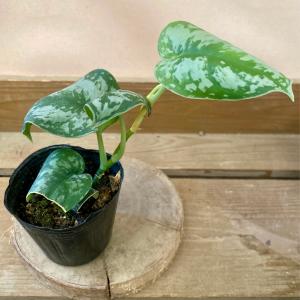 (専用商品)スキンダプサス　シルバーメタリック バクダパティ　A1 専用商品)スキンダプサス シルバーメタリック バクダパティ A1 専用