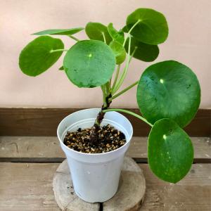 観葉植物　ピレア　ペペロミオイデス