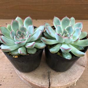 多肉植物 エケベリア 花うららの商品一覧 通販 Yahoo ショッピング