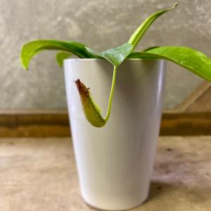 観葉植物 食虫植物 ネペンテス(ウツボカズラ)...の詳細画像1