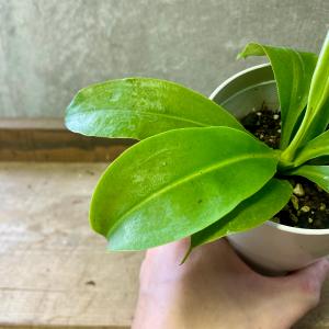 観葉植物 食虫植物 ネペンテス(ウツボカズラ)...の詳細画像2