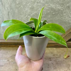 観葉植物 食虫植物 ネペンテス(ウツボカズラ)...の詳細画像3