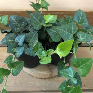 観葉植物　ヘデラ サーク　ハートヘデラ　2ポットset