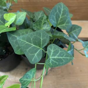観葉植物 ヘデラ サーク ハートヘデラ 2ポッ...の詳細画像1