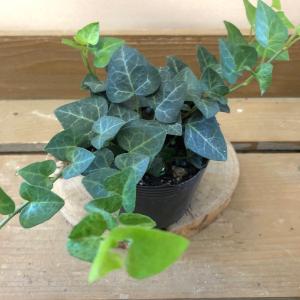 観葉植物 ヘデラ サーク ハートヘデラ 2ポッ...の詳細画像2