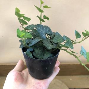 観葉植物 ヘデラ サーク ハートヘデラ 2ポッ...の詳細画像3