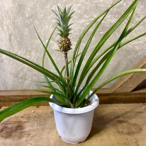 観葉植物　アナナス　花パイン