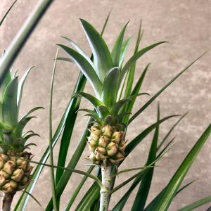 観葉植物 アナナス 花パインの詳細画像1