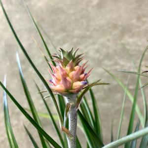 観葉植物 アナナス 花パインの詳細画像2