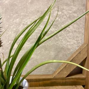 観葉植物 アナナス 花パインの詳細画像3