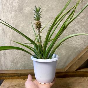 観葉植物 アナナス 花パインの詳細画像4