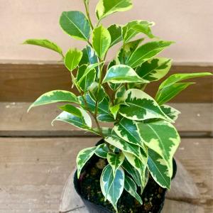 観葉植物 フィカス ベンジャミン ラブリーの詳細画像1