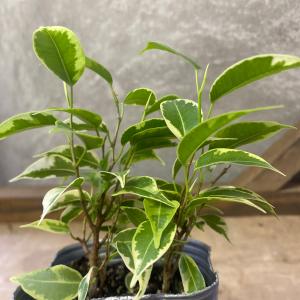 観葉植物 フィカス ベンジャミン ラブリーの詳細画像2