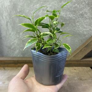 観葉植物 フィカス ベンジャミン ラブリーの詳細画像3