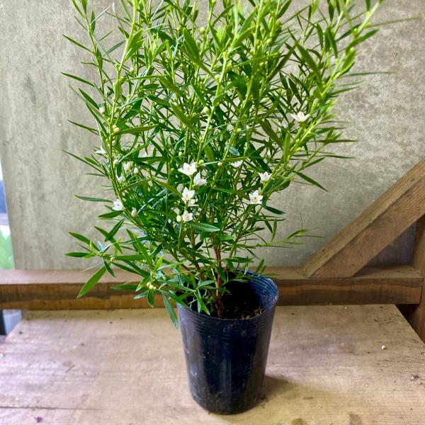 常緑低木　サザンクロス　白花