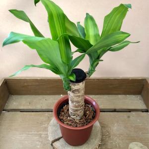 観葉植物　ドラセナ　マッサンゲアナ