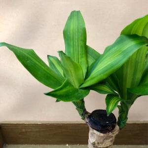 観葉植物 ドラセナ マッサンゲアナの詳細画像1