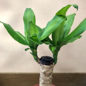 観葉植物 ドラセナ マッサンゲアナの詳細画像2