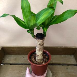 観葉植物 ドラセナ マッサンゲアナの詳細画像3
