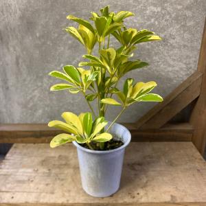 【値下げ早いもの勝ち！】オシャレな観葉植物をお探しの方へ⋰シェフレラ・コンパクタ⋰曲がり樹形 値引きセール 観葉植物 シェフレラ コンパクタ 3.5号 丈夫 育てやすい