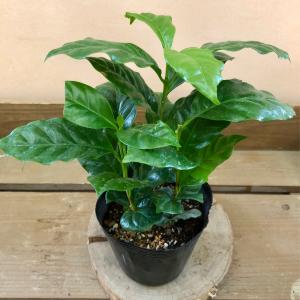 観葉植物　コーヒーの木