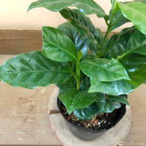 観葉植物 コーヒーの木の詳細画像1