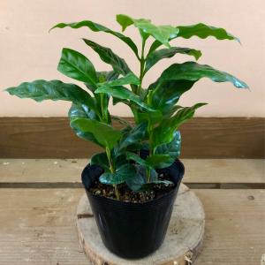観葉植物 コーヒーの木の詳細画像2