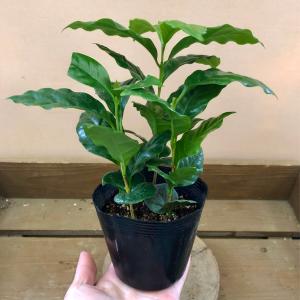 観葉植物 コーヒーの木の詳細画像3