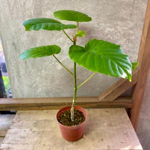 観葉植物：フィロデンドロン ジョセボーノ 斑入り*ホセボーノ 8号 現品