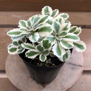 セダム アトランティス 花 ガーデニング の商品一覧 通販 Yahoo ショッピング