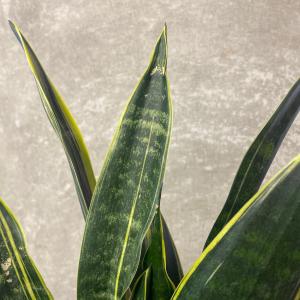 観葉植物 サンスベリア カナリーの詳細画像1