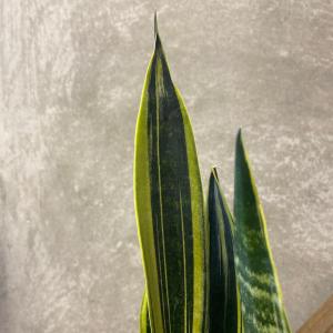 観葉植物 サンスベリア カナリーの詳細画像2