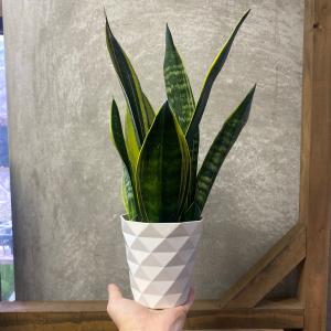 観葉植物 サンスベリア カナリーの詳細画像3