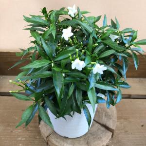 ジャスミン 苗 苗 の商品一覧 花 ガーデニング 通販 Yahoo ショッピング