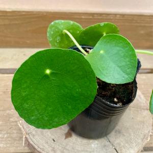 観葉植物 ピレア ペペロミオイデスの詳細画像1