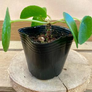 観葉植物 ピレア ペペロミオイデスの詳細画像2