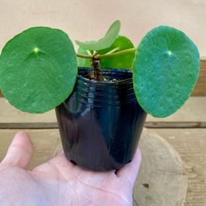 観葉植物 ピレア ペペロミオイデスの詳細画像3