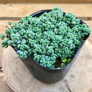 パープルヘイズ 多肉 サボテン 多肉植物 の商品一覧 花 ガーデニング 通販 Yahoo ショッピング