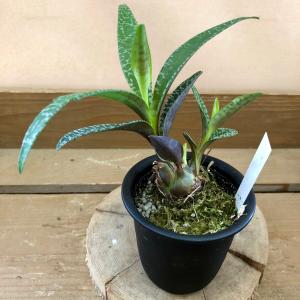 シラー 球根の商品一覧 通販 Yahoo ショッピング